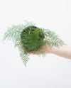 Helecho Asplenium daucifolium