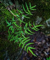 Helecho Pellaea atropurpurea