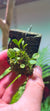 Orquidea Lepanthes mulleriana
