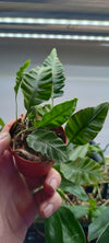 Helecho Humata heterophylla