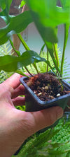 Heleho Drynaria quercifolia