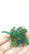BUCEPHALANDRA ROSMERY