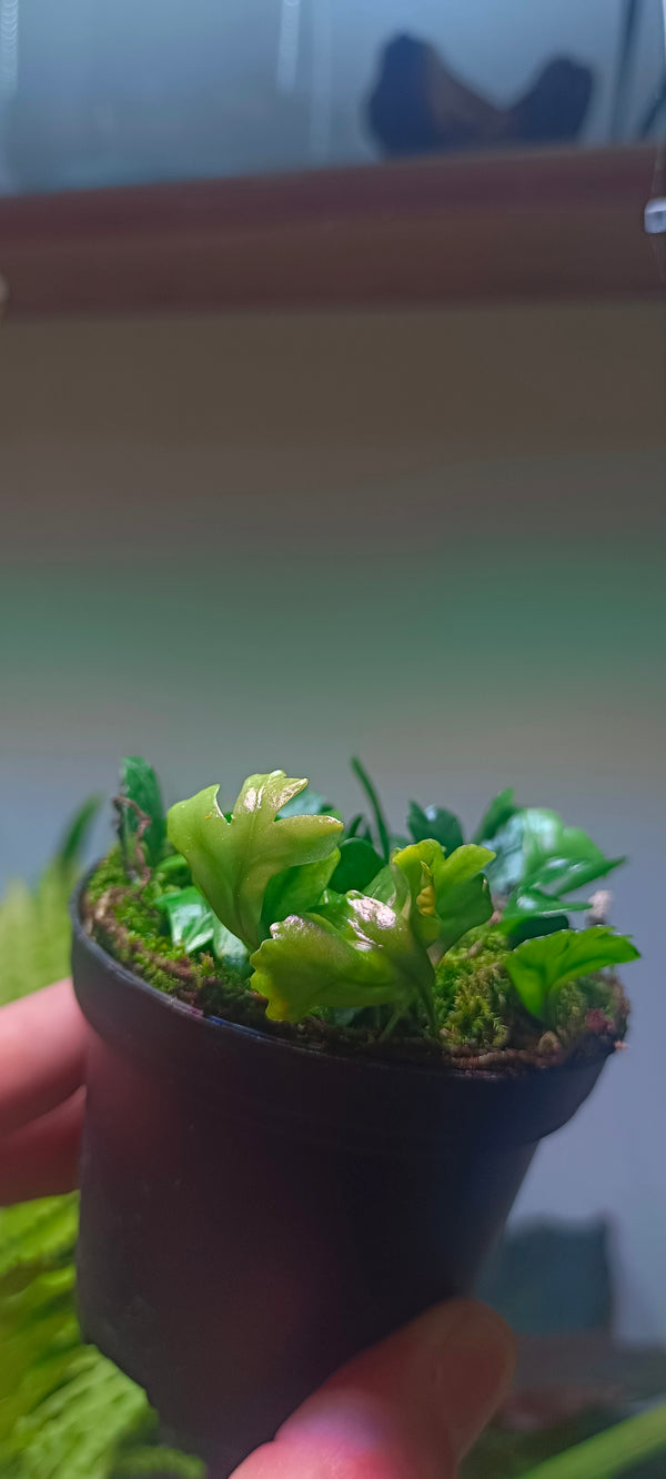 Helecho Lemmaphyllum microphyllum ¨shi shi ¨