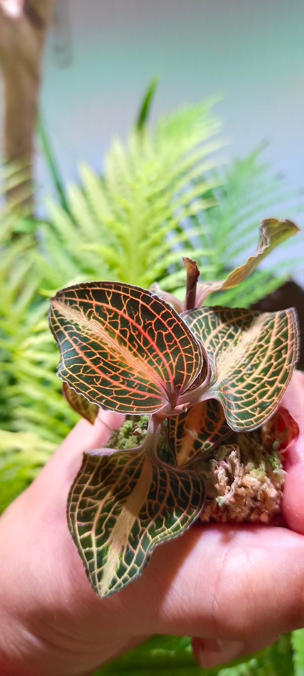 Orquidea Anoectochillus koshunensis