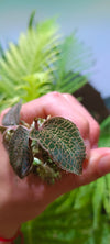Oquidea Anoectochilus roxburgui hayata