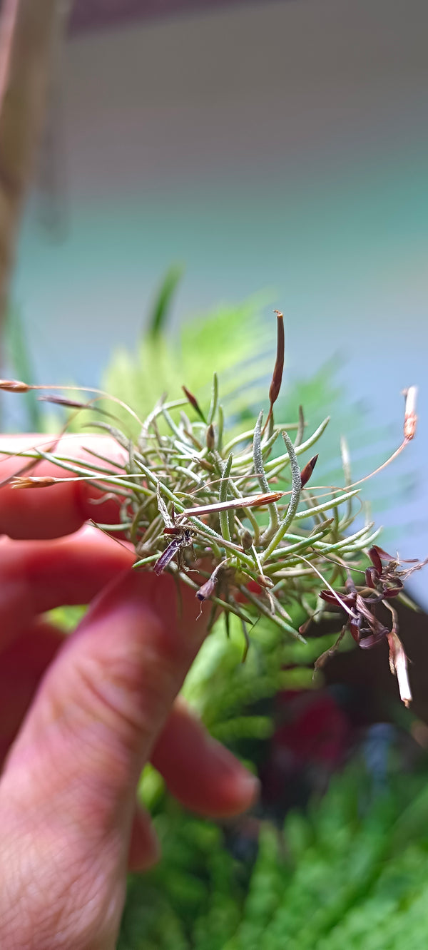 Tillandsia capillaris (Typ 2, mini)