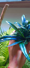 Helcho Microsorum thailandicum
