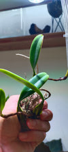 Orquidea Bulbophyllum pigtungense