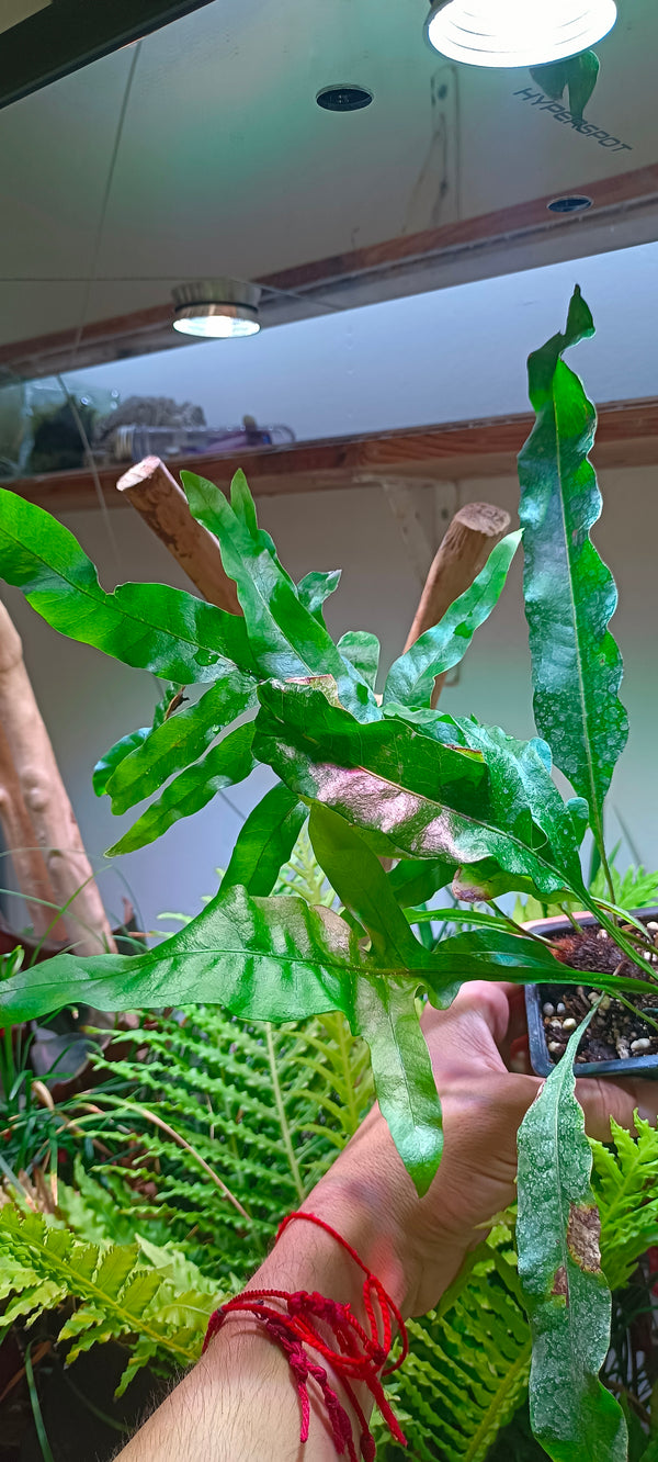 Heleho Drynaria quercifolia