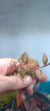 Orquidea Anoectochilus roxburghii Red Dragon