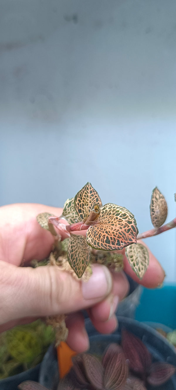 Orquidea Anoectochilus roxburghii Red Dragon