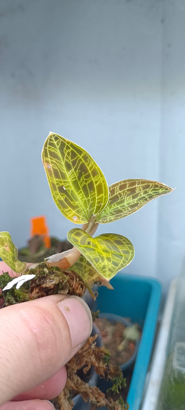 Orquidea Macodes petola Typ 2