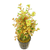 Rotala Rotundifolia "orange Juice"