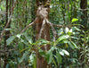 MYRMECODIA TUBEROSA