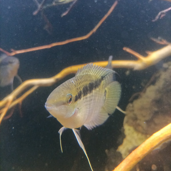 Mesonauta Insignis talla L