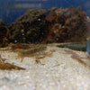 Stiphodon Ornatus