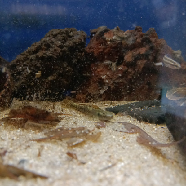 Stiphodon Ornatus