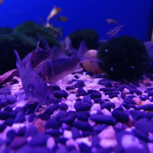 Brochis Splendens
