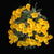 ORQUÍDEA DENDROBIUM JENKINSII