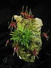 ORQUIDEA TRISETELLA TRIGLOCHIN "long tails"