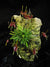 ORQUIDEA TRISETELLA TRIGLOCHIN "long tails"