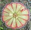 Drosera aliciae