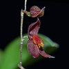 ORQUIDEA ANDINIA DIELSII