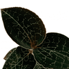 ORQUIDEA ANOECTOCHILUS FORMOSANUS