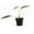 ANTHURIUM OBTUSUM