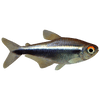 HYPHESSOBRYCON HERBERAXELRODI