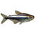 HYPHESSOBRYCON HERBERAXELRODI