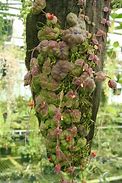 PLANTA TREPADORA DISCHIDIA HIRSUTA