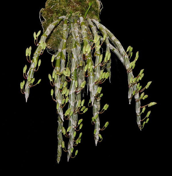 ORQUÍDEA DENDROBIUM CREPIDATUM