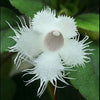 EPISCIA DIANTHIFLORA