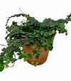 FICUS PUMILA VAR. MINUTA
