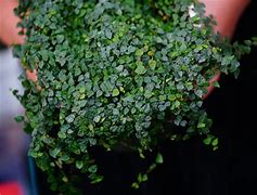 FICUS PUMILA VAR. MINUTA