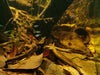 Paracheirodon simulans