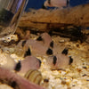 CORYDORAS PANDA