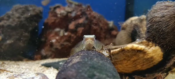 Stiphodon Ornatus
