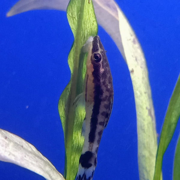 Ottocinclus affinis