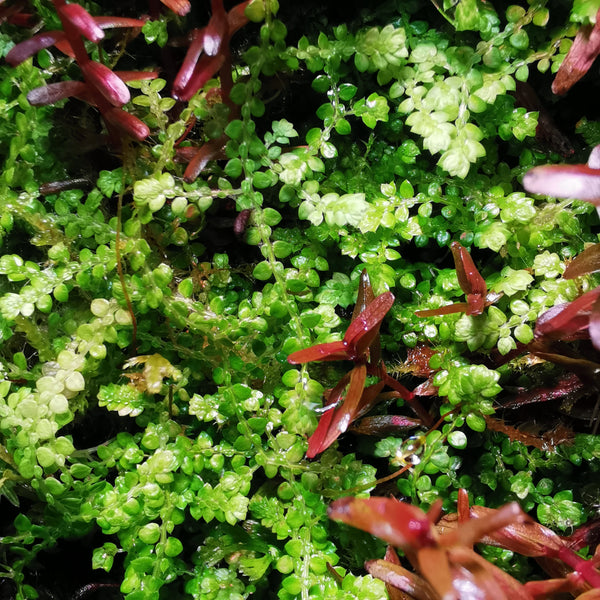 SELAGINELLA ROTUNDIFOLIA