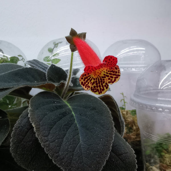PEARCEA ABUNDA