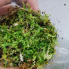 SELAGINELLA SERPENS