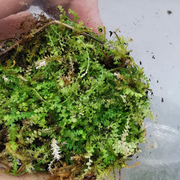 SELAGINELLA ROTUNDIFOLIA