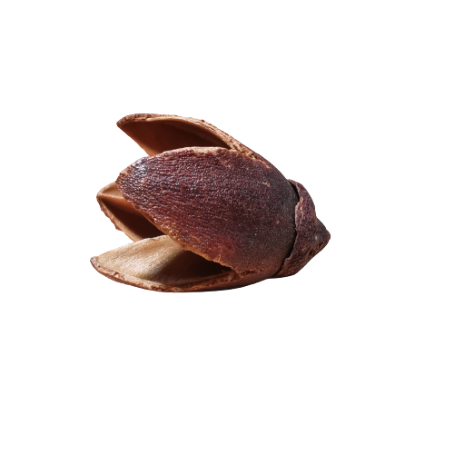 LAGERSTONIA PARVIFOFIA PACK DE 15 UNIDADES