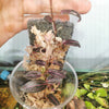 TREPADORA PIPER SP. PINK