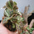 ORQUIDEA MACODES SANDERIANA