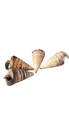 TELESCOPIUM SHELL