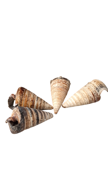 TELESCOPIUM SHELL