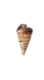 TELESCOPIUM SHELL